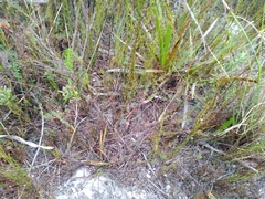 Indigofera filicaulis