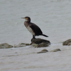 Phalacrocorax carbo