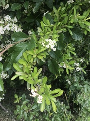 Pyracantha koidzumii