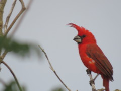 Cardinalis phoeniceus