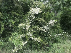 Pyracantha koidzumii