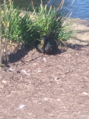 Anas platyrhynchos domesticus