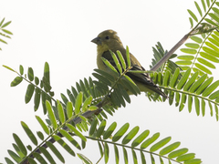 Spinus psaltria