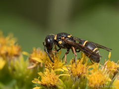 Leptochilus republicanus