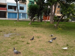 Columba livia