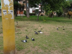 Columba livia