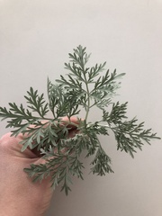 Leucospora multifida