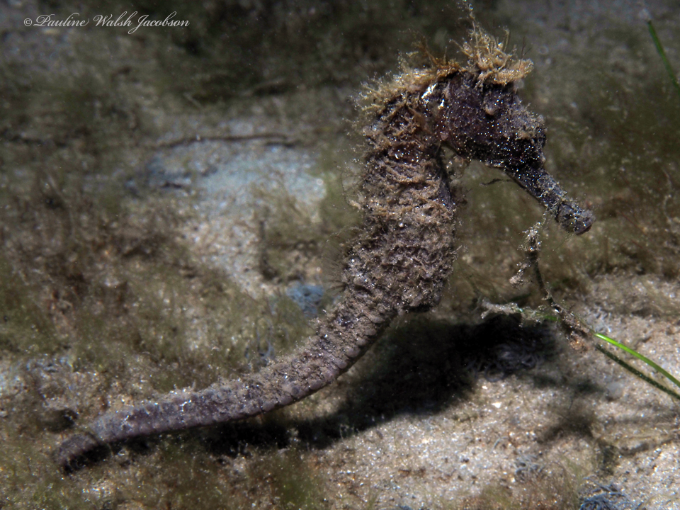 Dark longsnout seahorse upright above a sandy seabed with seagrass blades