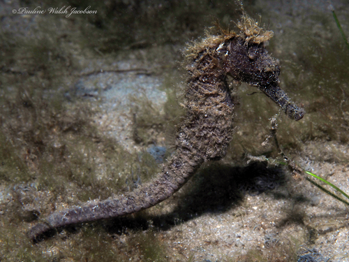 Longsnout Seahorse photographed in Florida