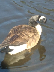 Branta canadensis