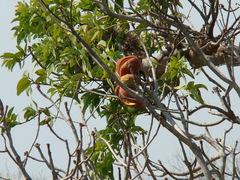 Sterculia apetala