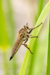 Machimus arthriticus