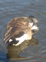 Branta canadensis