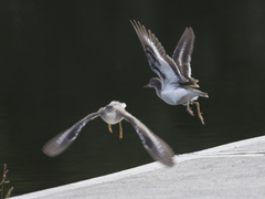 Actitis macularius