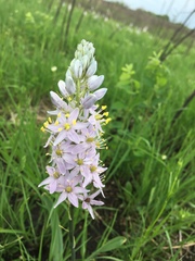 Camassia angusta