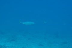 Decapterus macarellus