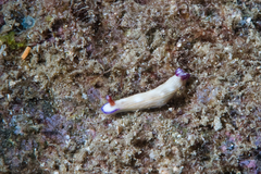 Hypselodoris violabranchia