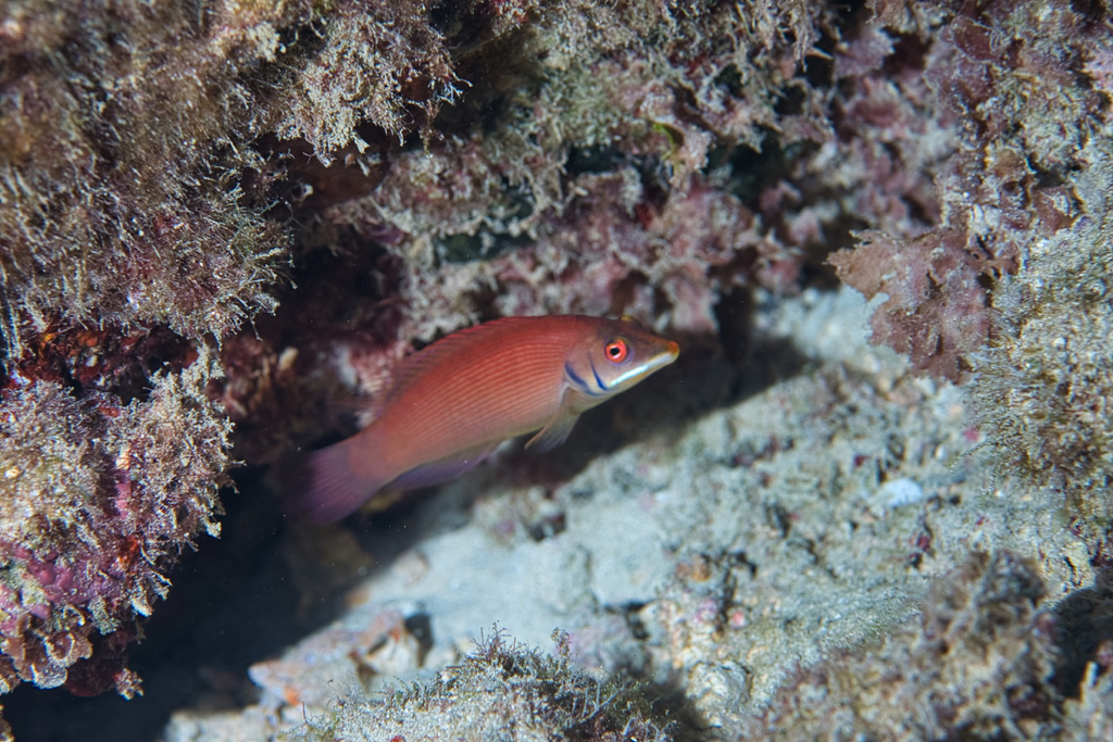 Foto de Tordillo fugaz (Pseudocheilinus evanidus)
