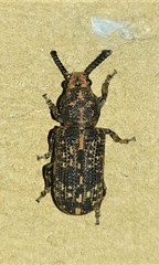 Xylinada rugicollis