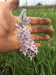 Camassia angusta