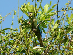 Primolius auricollis