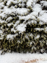 Sciuro-hypnum populeum