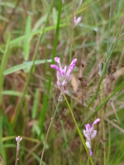 Polygala adenophora