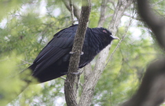 Eudynamys orientalis cyanocephalus