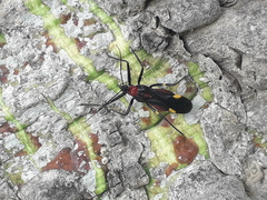 Graptocleptes bicolor