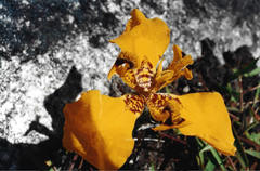 Hesperoxiphion peruvianum