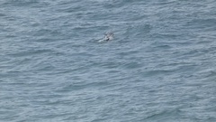 Phocoena phocoena vomerina