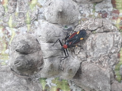 Graptocleptes bicolor