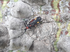 Graptocleptes bicolor
