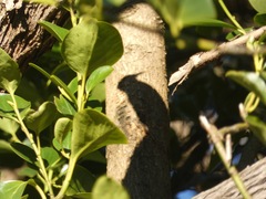 Sphyrapicus nuchalis