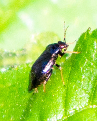 Slaterocoris