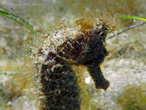 Longsnout Seahorse