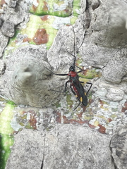 Graptocleptes bicolor