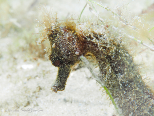 Longsnout Seahorse