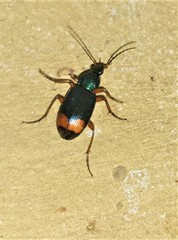 Chlaenius fasciger