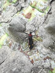Graptocleptes bicolor