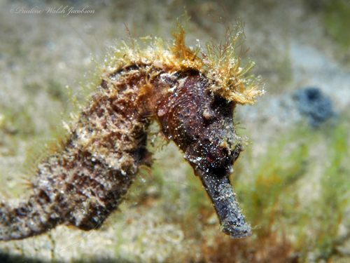 Longsnout Seahorse