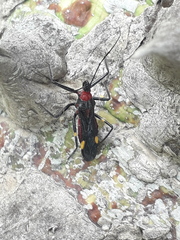 Graptocleptes bicolor