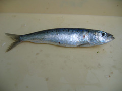 Sardina pilchardus