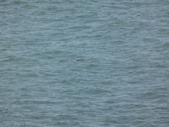 Phocoena phocoena vomerina