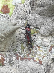 Graptocleptes bicolor