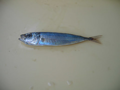 Trachurus