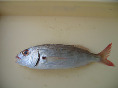 Sarpa salpa