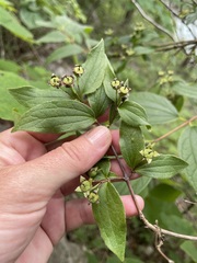 Philadelphus hirsutus