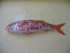 Mullus surmuletus
