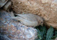 Carpodacus synoicus